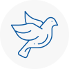 Bird Prevention Bodmin