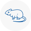 Rat Control Bodmin