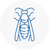 Bodmin Wasp Nest Removal